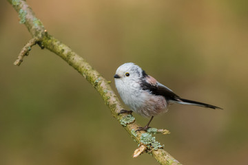 Northern Long-tailed/on a twig
