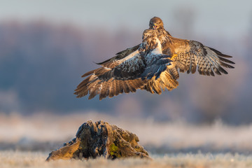 Common Buzzard/fight in the meadow