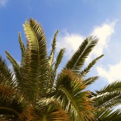 Palm tree leaves and blue sky