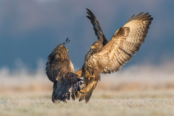 Common Buzzard/fight in the meadow