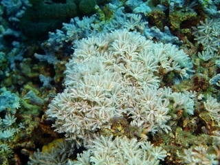 Soft coral