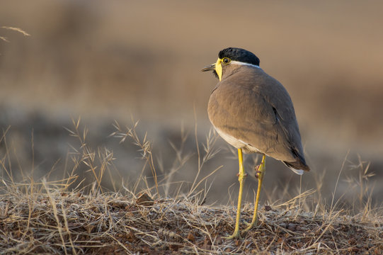 A Yellow Wattled Lapwing Bird