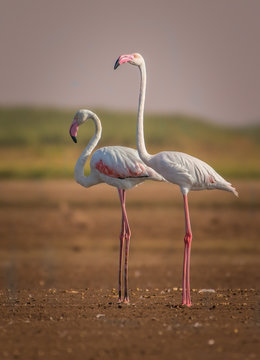 A pair of greater flamingo bird
