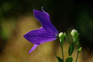 Calice de campanule bleue au printemps au jardin