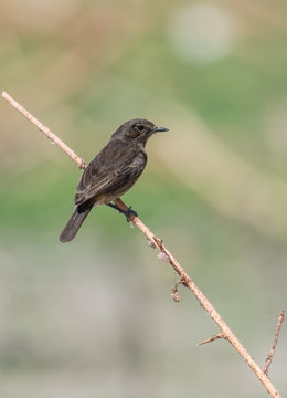 An Indian Pied Bushchat Female bird
