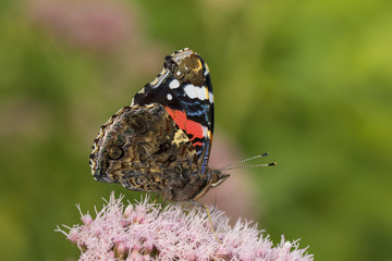 Red Admiral butterfly, Vanessa atalanta, pollinating