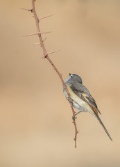 Naklejka premium Small Minivet perched on a tree branch