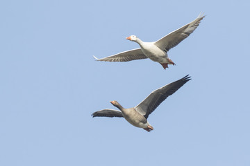 Fototapeta na wymiar Greylag geese migrating