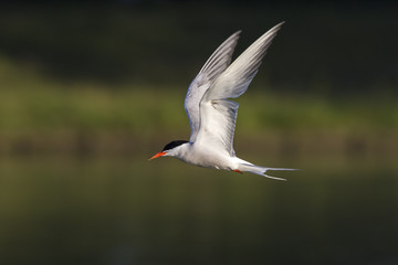 Common Tern, Sterna hirundo, hunting