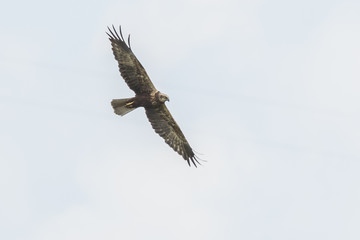 Western marsh harrier, Circus aeruginosus, hunting