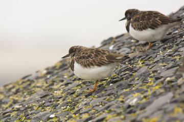Closeup of a Rubby turnstone Arenaria interpres wading bird foraging between rocks at the sea coast