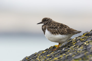 Closeup of a Rubby turnstone Arenaria interpres wading bird foraging between rocks at the sea coast