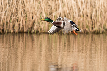 Mallard, Duck, Anas platyrhynchos