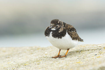 Closeup of a Rubby turnstone Arenaria interpres wading bird foraging between rocks at the sea coast