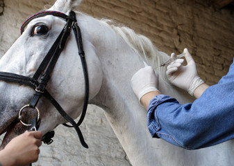 Vet injecting a horse intravenous 