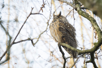 Long eared owl (Asio otus) perched in a tree