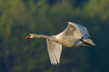 Mute Swan/in flight
