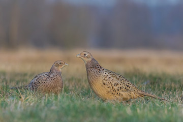 Common Pheasant/on the meadow