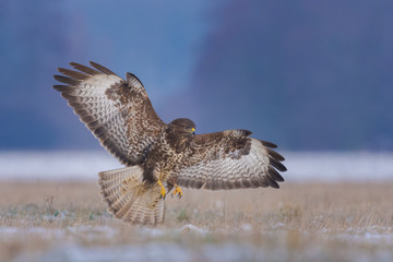 Common Buzzard/flight over the meadow