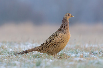 Common Pheasant/on the meadow