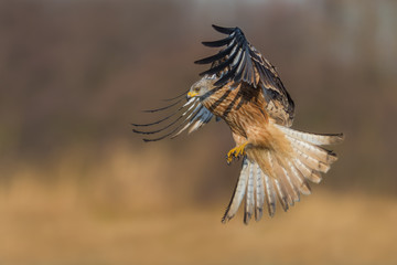 Red Kite/flight over the meadow