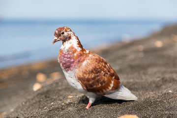One white and orange (brown) pigeon is standing on the grey volcanic sand (beach) 