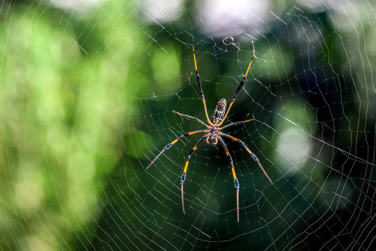 Araignée - Nephila
Araignée néphila à l'île de la Réunion  