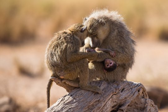 Family of baboons on log at Amboseli National Park