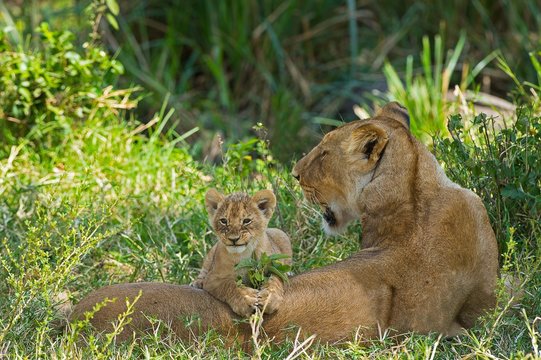 Masai Mara Park,Kenya,Africa.A lioness with her cub photographed in the park of Masai Mara