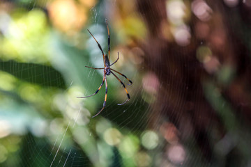 Araignée - Nephila
Araignée néphila à l'île de la Réunion  