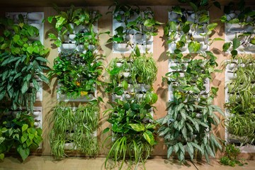 Fototapeta na wymiar Green plants in office
