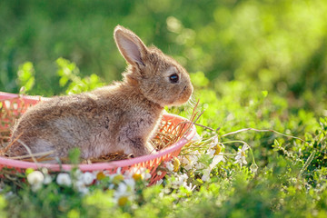 Portrait of little rabbit on green grass background