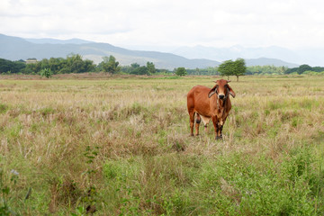 cow is grazing in the field, Thailand