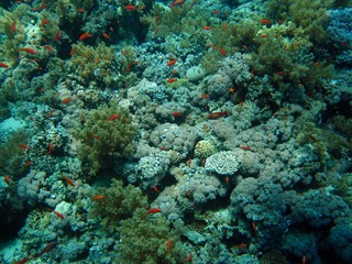 Beautiful Coral Reef in the Red Sea 
