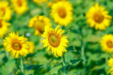 Sunflowers,flower,backgrounds.