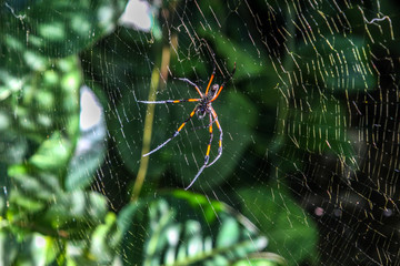 Araignée - Nephila
Araignée néphila à l'île de la Réunion  