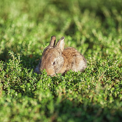 Portrait of little rabbit on green grass background
