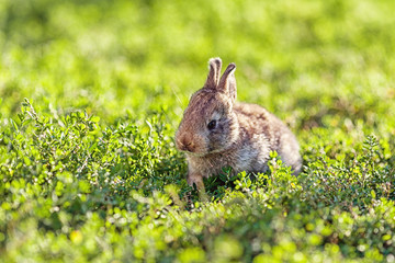 Portrait of little rabbit on green grass background