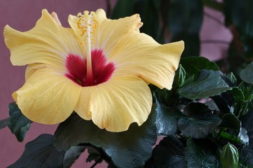 hibiskus © bajo57