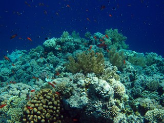 Naklejka na ściany i meble Beautiful Coral Reef in the Red Sea 