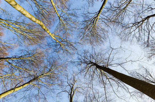 Bare treetops of beeches against blue sky, wide angle, Germany