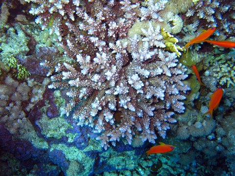 Corals in the Red Sea