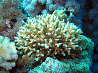 Naklejka na ściany i meble Corals in the Red Sea