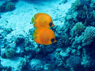 Butterfly fishes in the Red Sea  