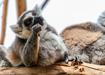 Cute lazy funny lemur is eating something and handling food in his paw (arm) 