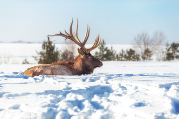 Red Deer in winter forest