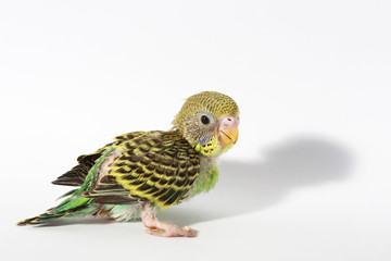 cute Baby bird in white background