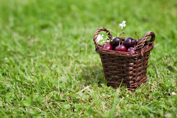 Fresh sweet cherries in basket on grass