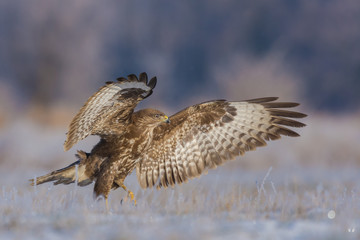 Common Buzzard/spread wings