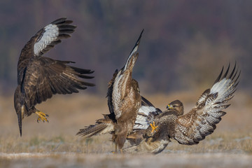 Common Buzzard/fighting in the meadow
